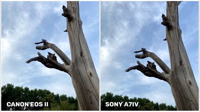 Canon EOS R6 II VS Sony A7IV | Auto-focus Camera Test & Review