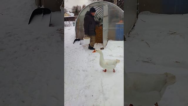 Подмосковная деревенька. Гуси решили продолжить яйцекладку.