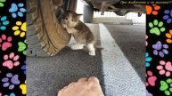 Муж прислал жене ФОТО с вопросом - "Можно, я возьму КОТЁНКА в дом"?
