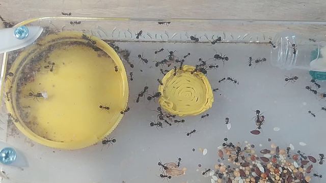 Битва муравьёв. Большая колония муравьев жнецов против десяти личинок жука знахаря.