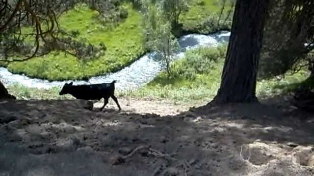 Бегущие коровы