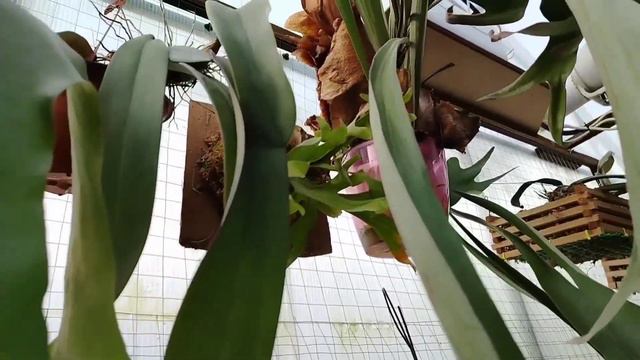Оранжерея в марте - антуриумы, филодендроны, орхидеи и Со :)
