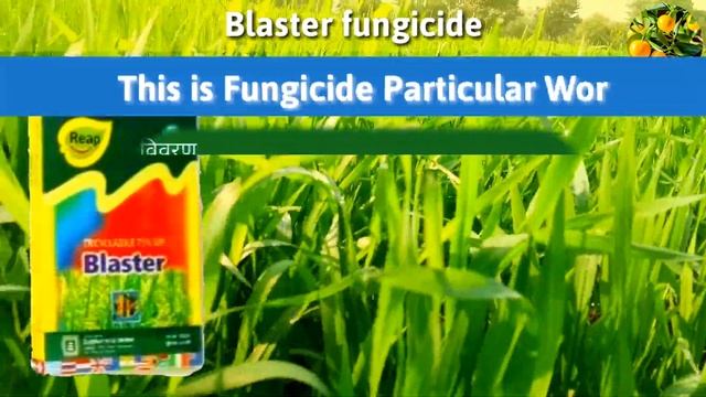 Blaster fungicide || Tricyclazole 75% WP || Paddy, Wheat, Sugarcane, Maize, Blast Disease Control