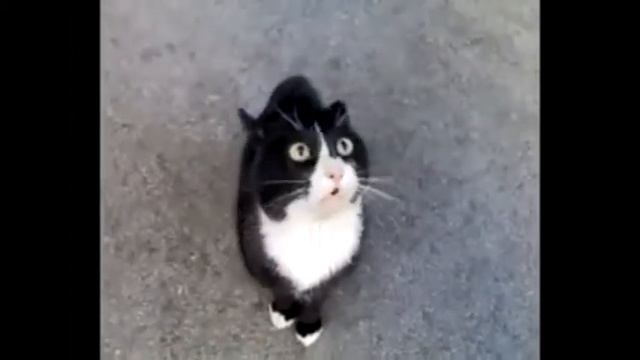 Поющий Котэ (Singing Cat)