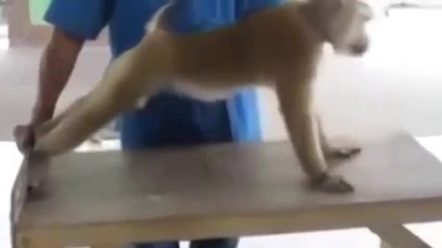 Приколы с животными Медведи Кошки Обезьяны Тюлень Fun