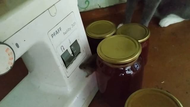 кот и мышь