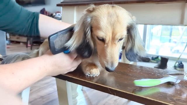 Grooming a Longhair Dachshund