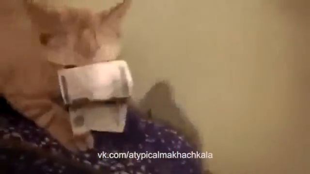 Кошка не даёт деньги ахаха
