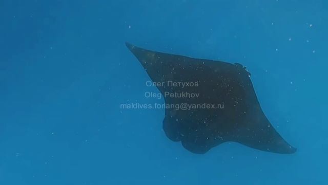 Мальдивы. Maldives. 马尔代夫。 120