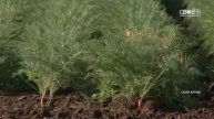 В Ставропольском крае по поручению губернатора разрабатывается программа поддержки овощеводства