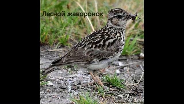 Лесной жаворонок Wood lark