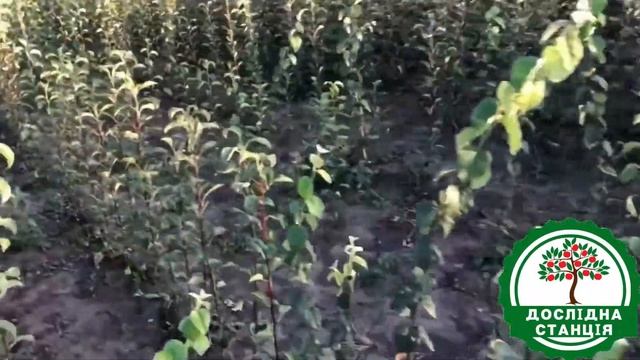 Саджанці Груш