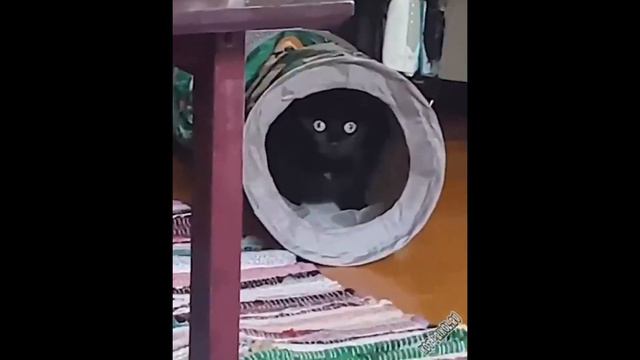 СМЕШНЫЕ ЖИВОТНЫЕ ДО СЛЕЗ #8 | Смешные КОТЫ 2023 | Приколы с КОТАМИ | Funny ANIMALS