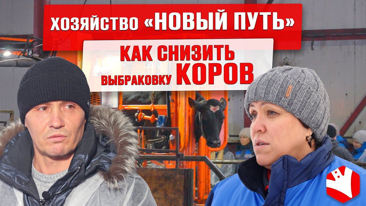 Как хозяйство значительно снизило выбраковку коров | Обрезка копыт | Хромота