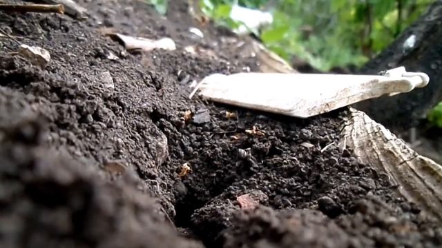 Муравьи против земляных червей 1