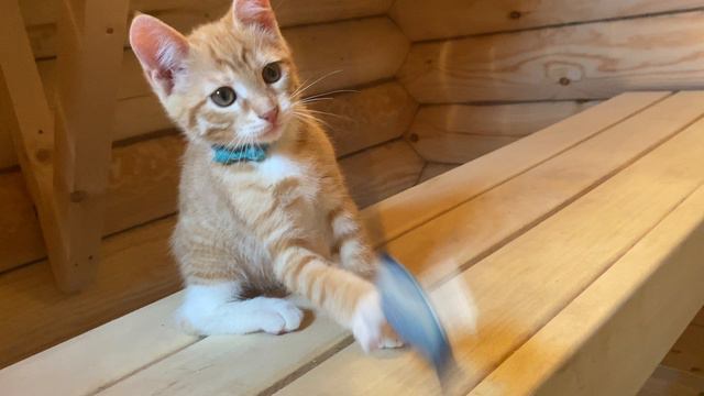 Рыжий котенок 3,5 месяца по имени Чизкейк в поисках дома и любящей семьи.