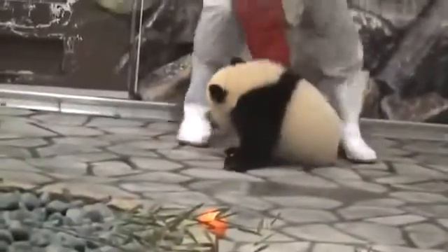 Когда тебе хочется обнимашек | Малыш панды | Baby panda