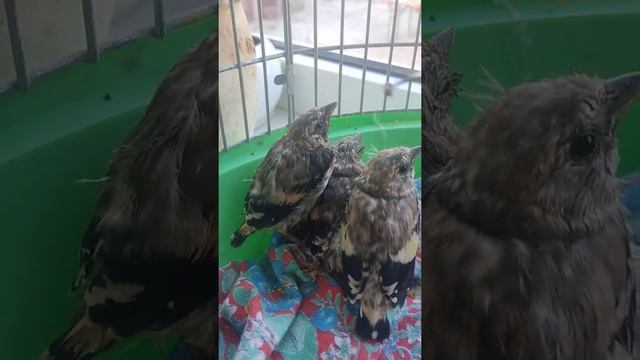 щеглы в домашних условиях