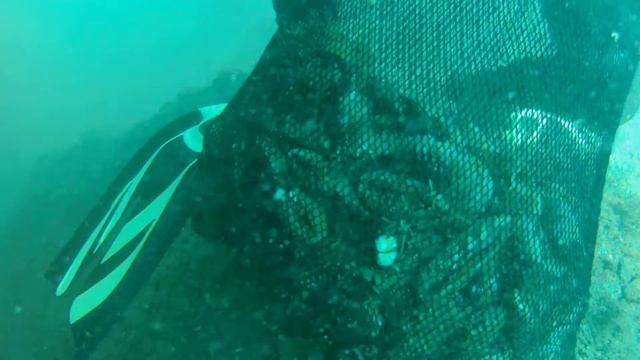 Мидии по Королёвски   Divingtime.net