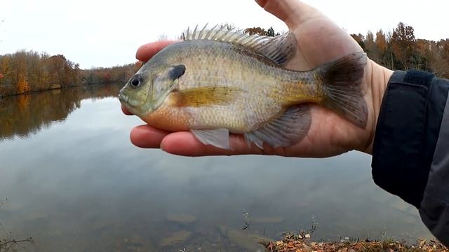 Gulp Minnows vs Live Worms - Which Bait Will Catch More Fish?