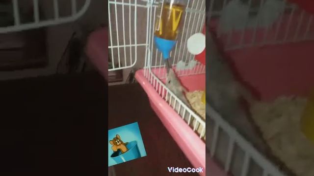 обожаю пить чай??