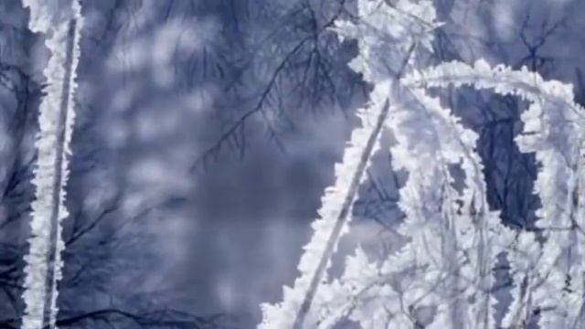 На белом покрывале января