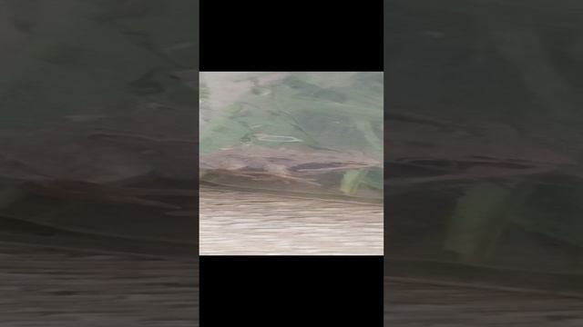 лягушка жива
