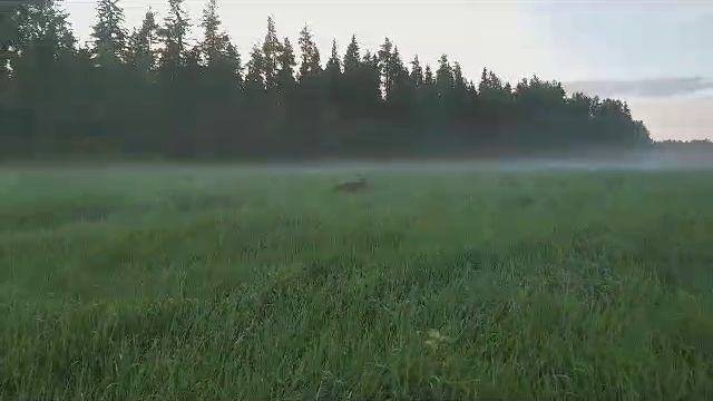 Поле красота