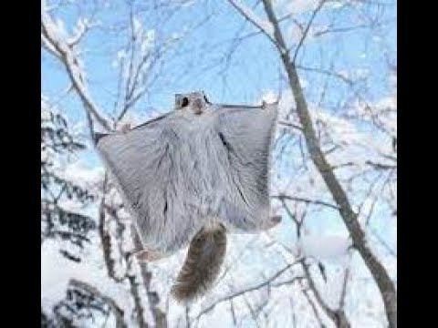 Японская белка-летяга, похожая на покемона – любимица жителей Страны восходящего солнца.