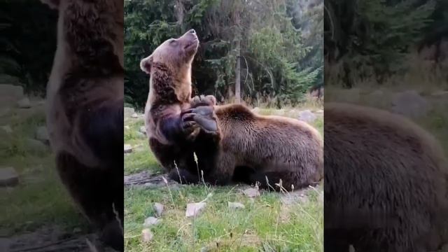 Всё как у людей, а вы девки ломаетесь 😅