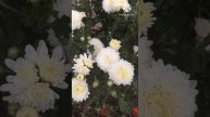Хризантемы мультифлора идеально подойдут для вашего сада и придомовой территории!