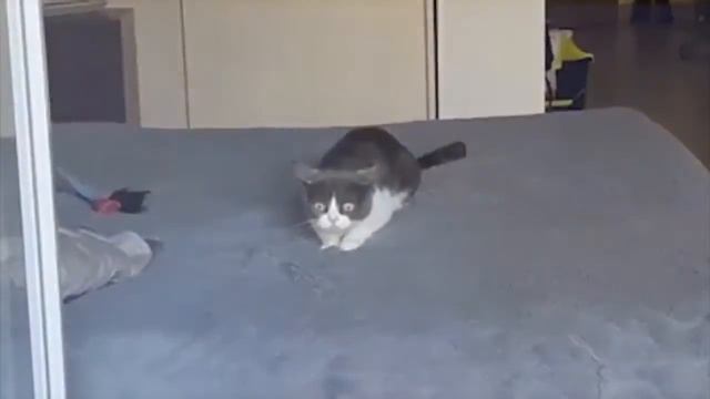 ВЖУХ Флешбек у кота #10