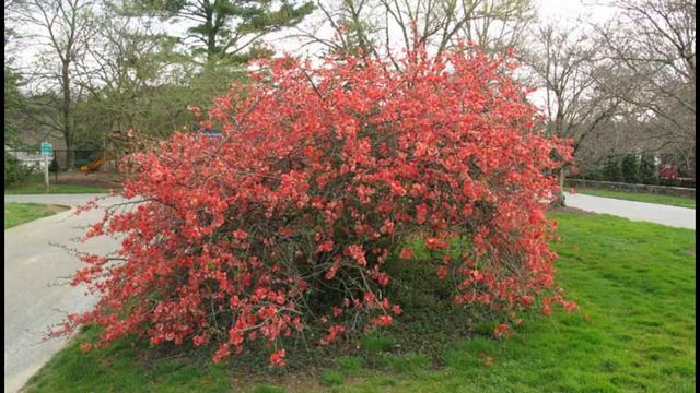 Flowering Quince Chaenomeles Growing Guide  1 Year Update on one growing from bare root  Ep 113