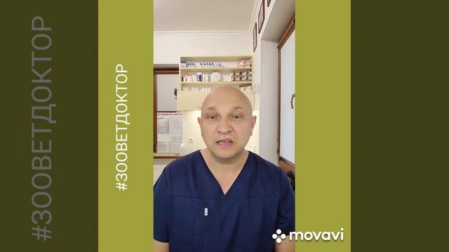 Умные породы собак, выбор за Вами
