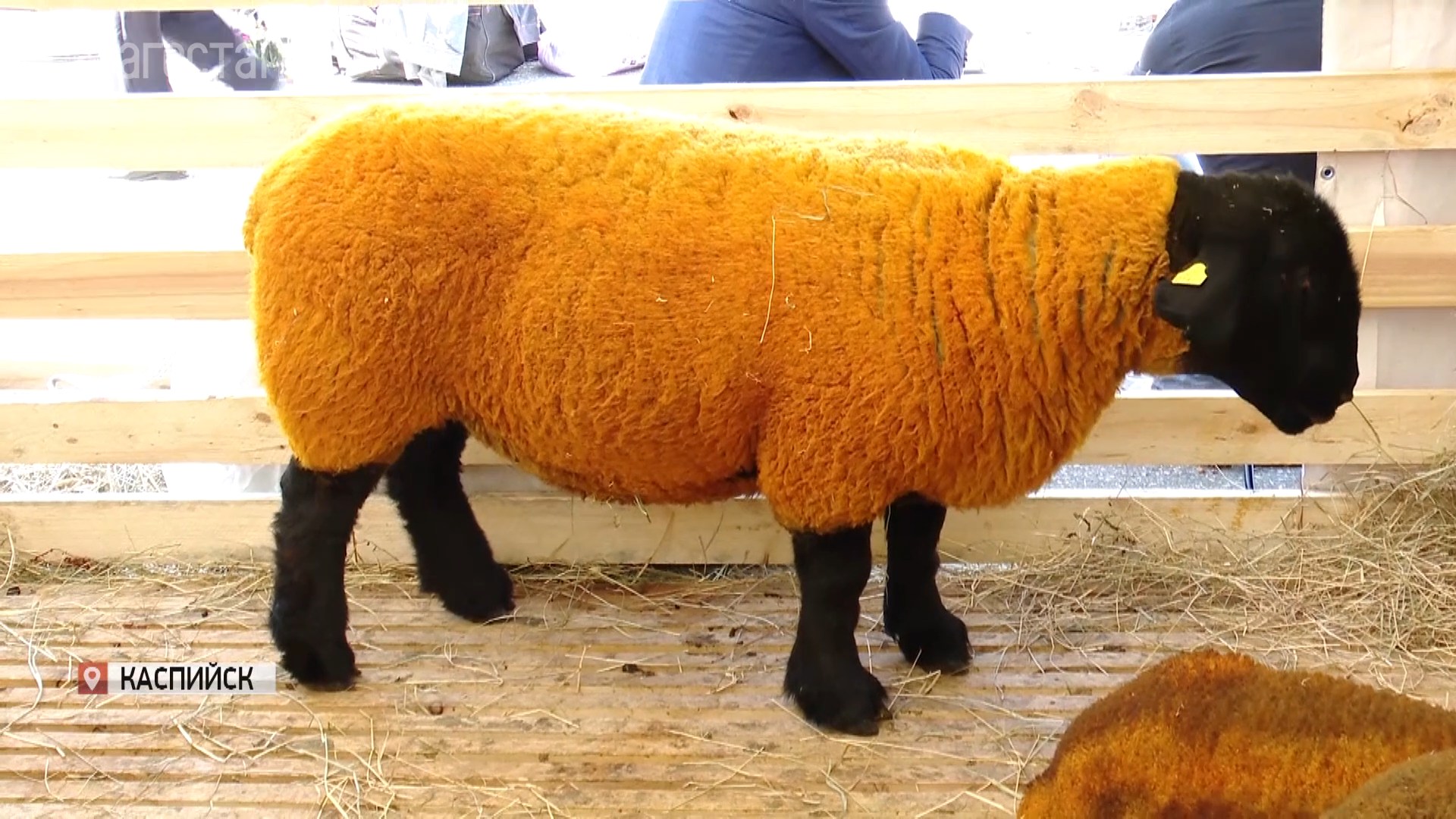 В Каспийске сегодня начала работу Всероссийская выставка племенных овец и коз