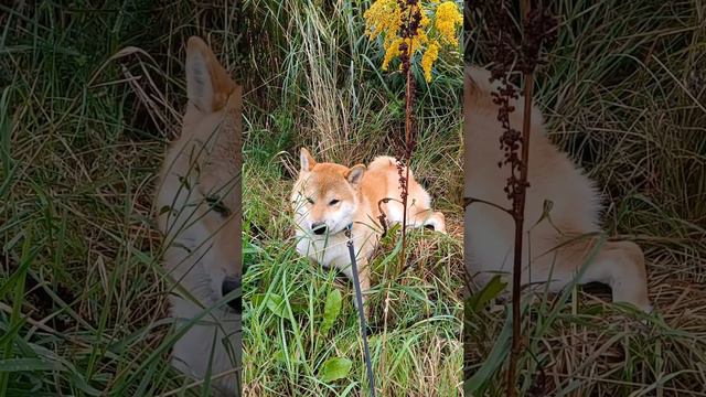Puppy Shiba Inu Vegetarian) #dog #puppy #shorts #shiba
