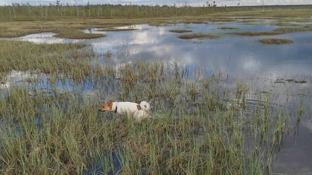 День рождения моей собаки.