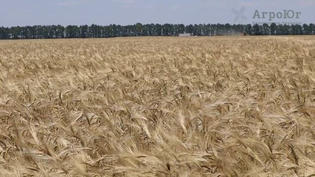 Один день из жизни ООО СХПП «Березнеговатое»