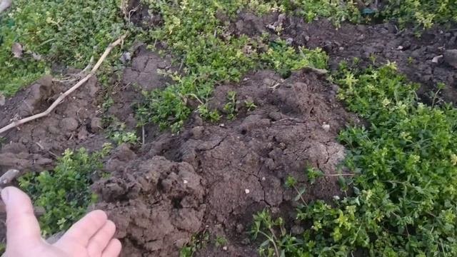 Перші весняні приморозки на винограднику