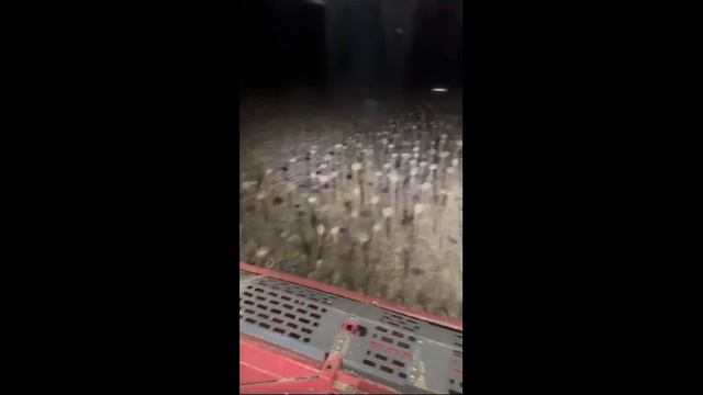 Топчиенко Дарья («Мой папа - Заслуженный фермер России»)