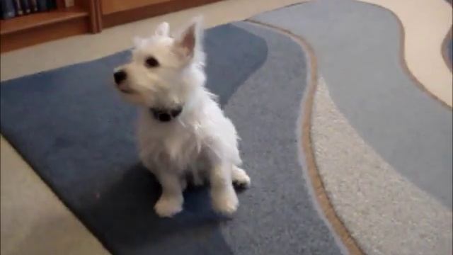 Вестик кувыркается :. West highland white terrier.