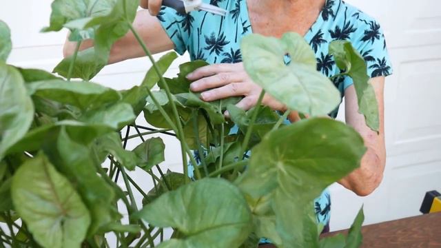 KEEPING AN ARROWHEAD PLANT BUSHY: WHAT TO DO WITH A LEGGY SYNGONIUM/JoyUsgarden