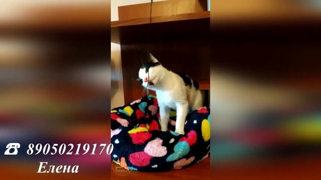 Котенок Болик очень ждет свою семью!