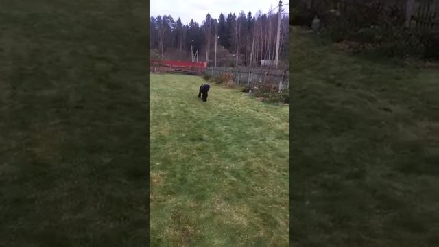 Мартин 9.5м