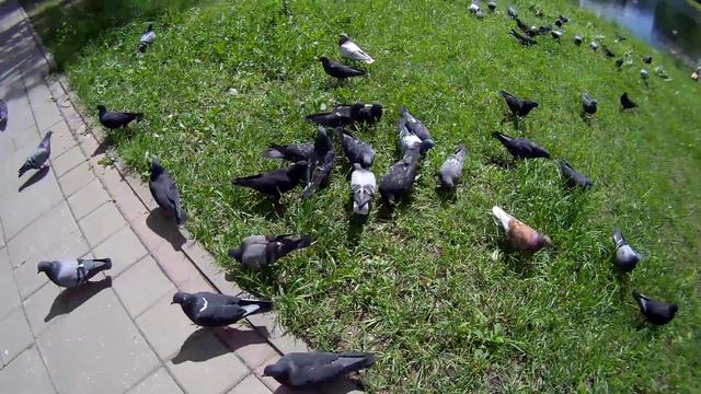 РУЧНАЯ ПЛАСТИКА ЖИВОТА