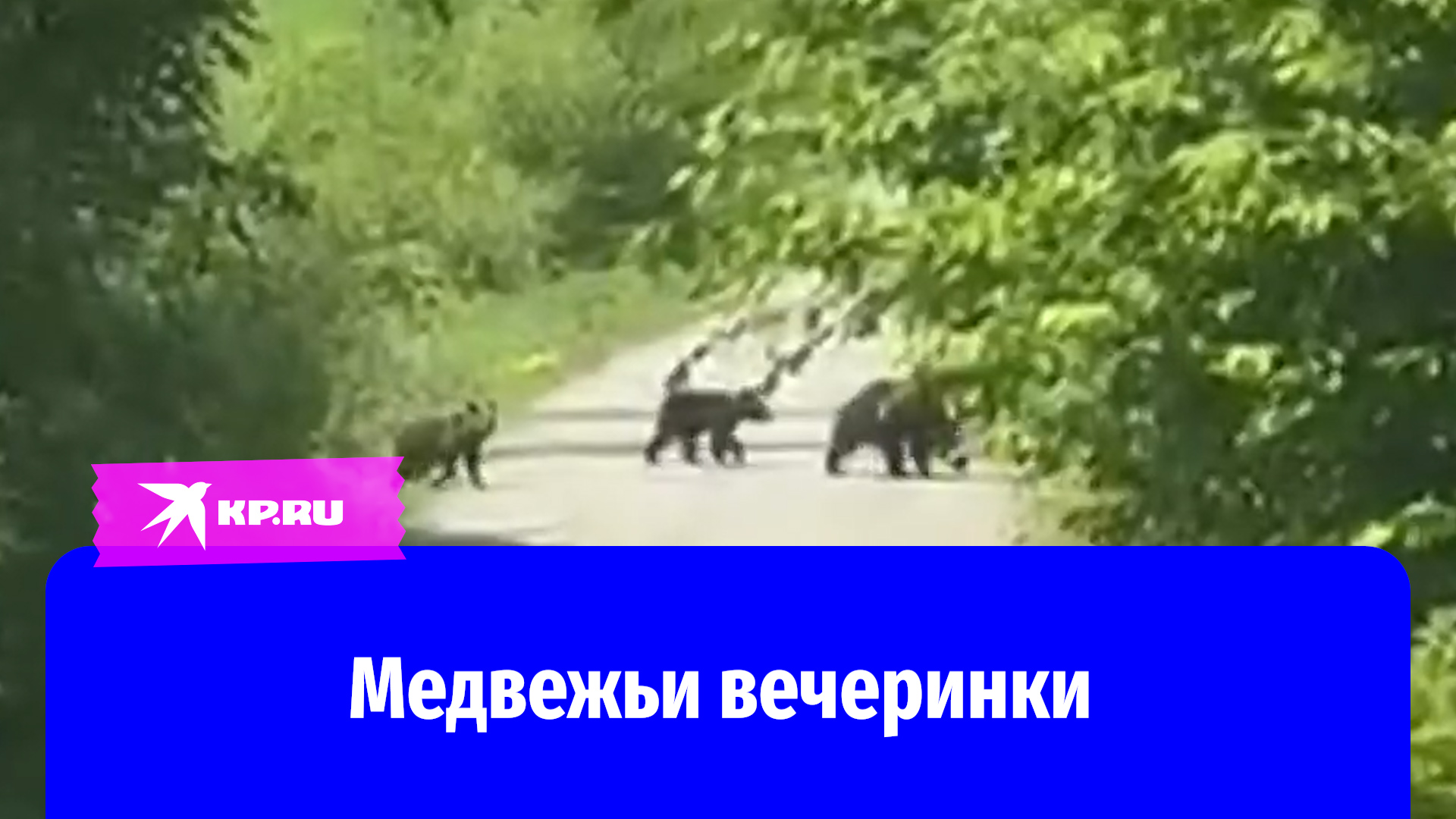 Медведи бродят вокруг населённых пунктов Иркутской области