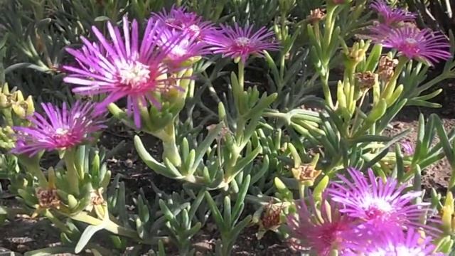 PLANTA DE HIELO II: Delosperma cooperi www.riomoros.com