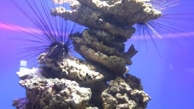 Moscow Aquarium MoskvariumЦентр океанографии и морской биологии Москвариум