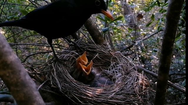 Black Bird Feeding and Nurturing their Nestlings part 6