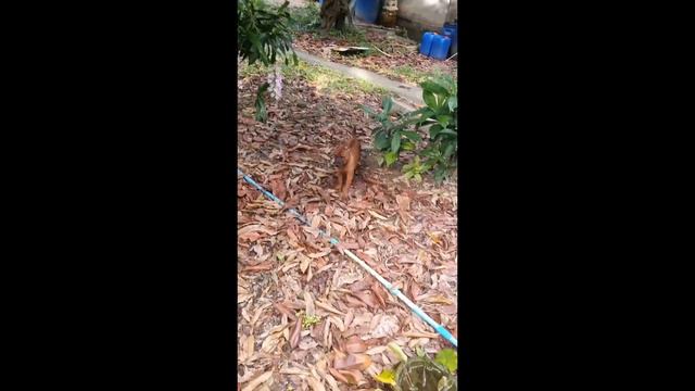 かわいいタイリッジバックの仔犬をご覧ください。